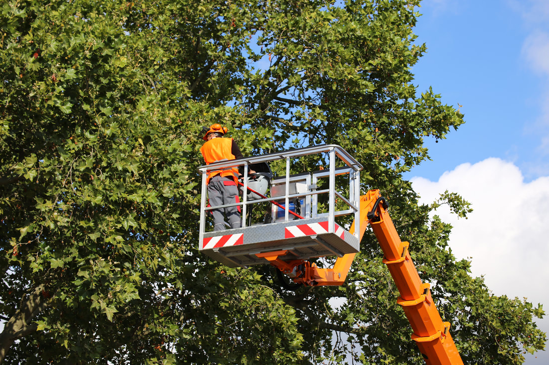 a professional on a truck boom performing tree trimming.