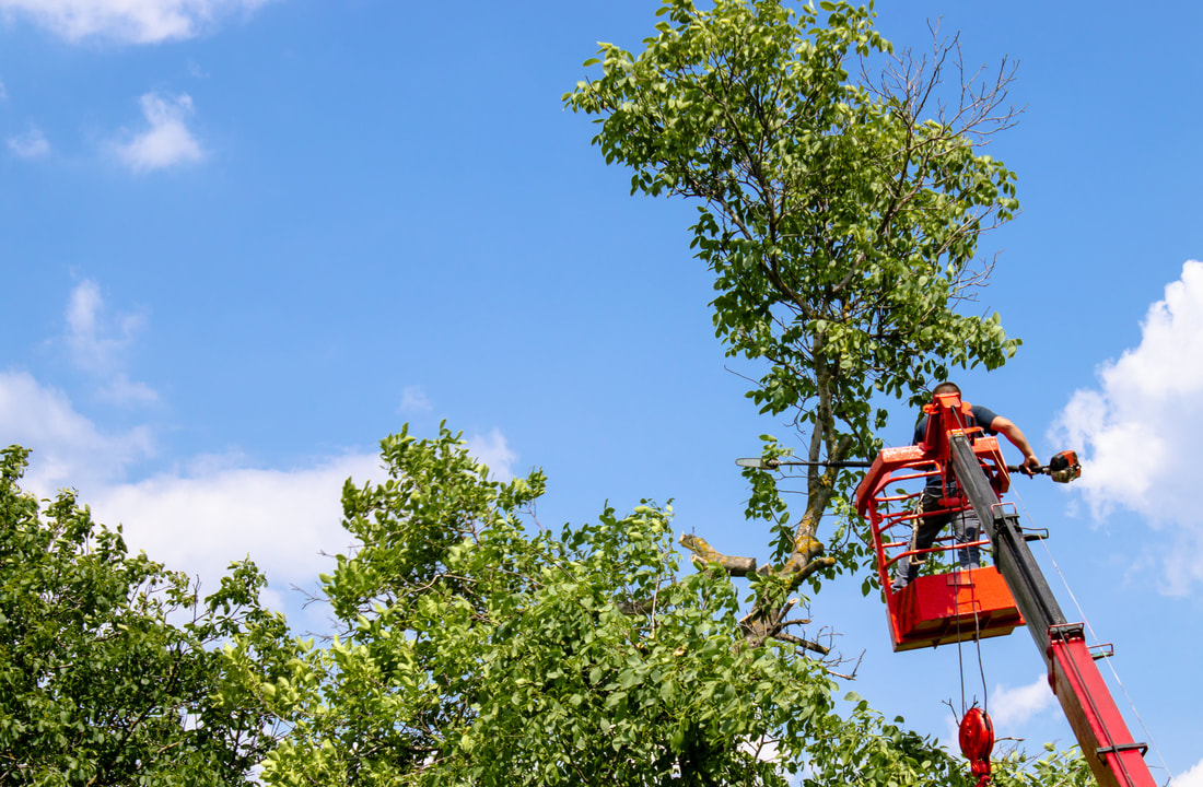 a man in a crane doing tree trimming services.